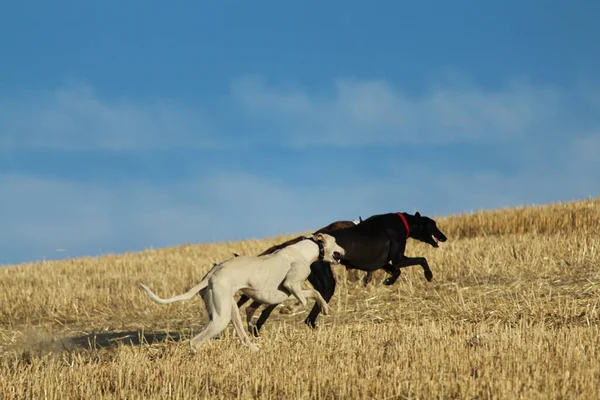 Spanischer Windhund Bei Mechanischem Hasenrennen Auf Dem Land Stockbild