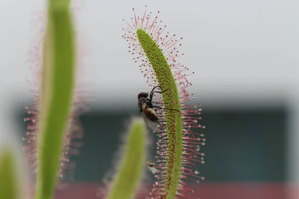 Etçil bitkiler böcekleri besler.