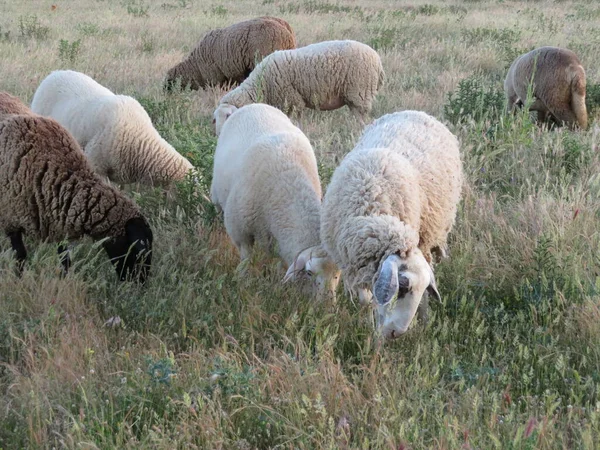 Ovce Jehňata Vlna Živočišné Mléko Přírodní Maso Farma Potravin — Stock fotografie