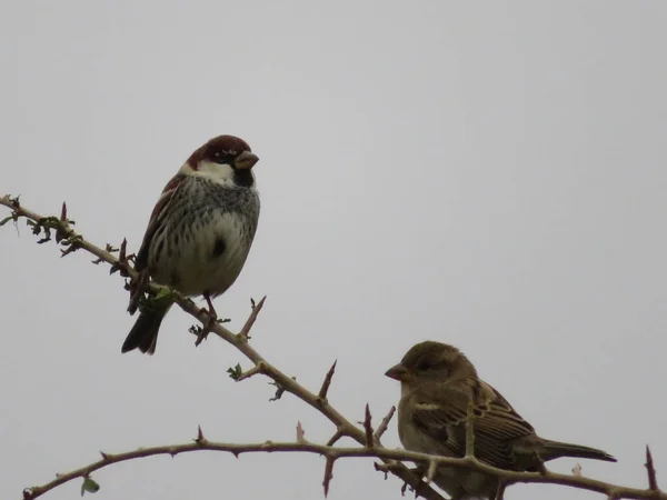 Mooie Vogelmus Takken Van Meidoorn Zoek Naar Voedsel Winter Door — Stockfoto