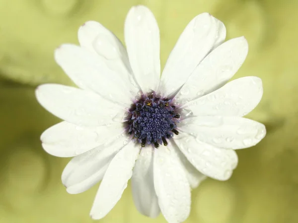 Bellissimi Petali Fiori Colore Bianco Aroma Naturale — Foto Stock