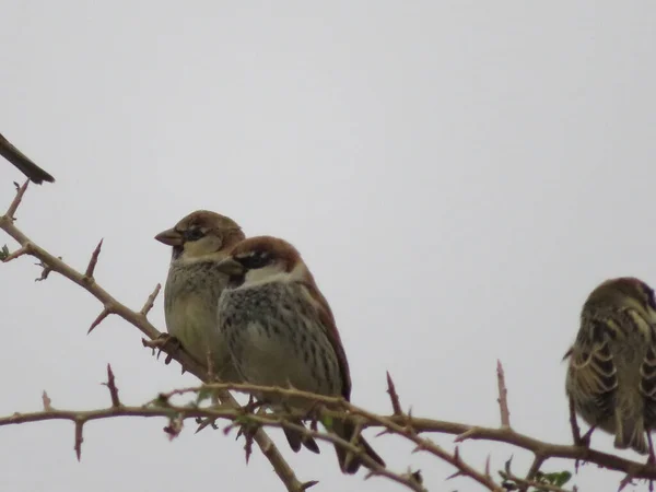 Beautiful Bird Sparrow Branches Hawthorn Looking Food Spend Winter — Stock Photo, Image