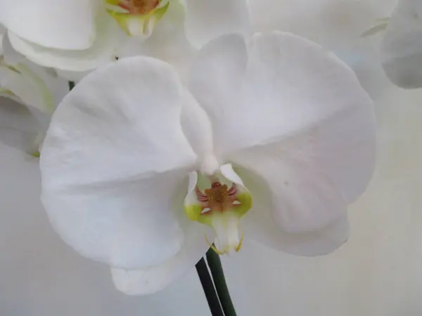 Nanılmaz Renkte Muhteşem Güzellikte Güzel Bir Orkide — Stok fotoğraf