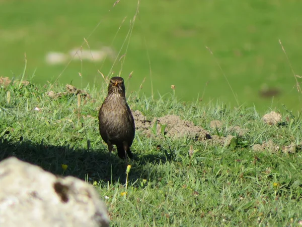 Hermoso Pájaro Montaña Mirando Cámara Posando — Foto de Stock