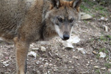 İber, hayvan, vahşi, Avrupa, İspanya, gri, etobur, doğa, memeli, fauna, orman, kurt, lupus, gri, İspanyol, hayvanat bahçesi, avrupa, Portekiz, ahşap, doğal, iberya, vahşi yaşam, yaşam, bir, yarımada, alt türler, hayvanlar, iki, çift.