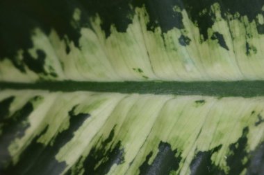 Havayı temizleyen güzel, doğal, yeşil bir tahta levha.