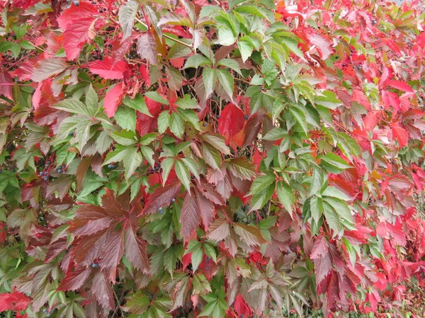 秋に色を変える乾燥した葉の美しいヘッジ ストックフォト