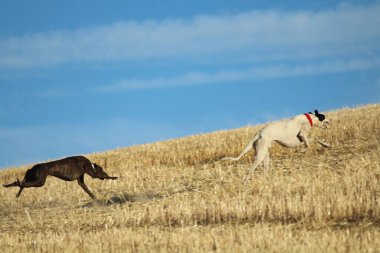 Mekanik tavşan yarışında İspanyol tazı kırsalda