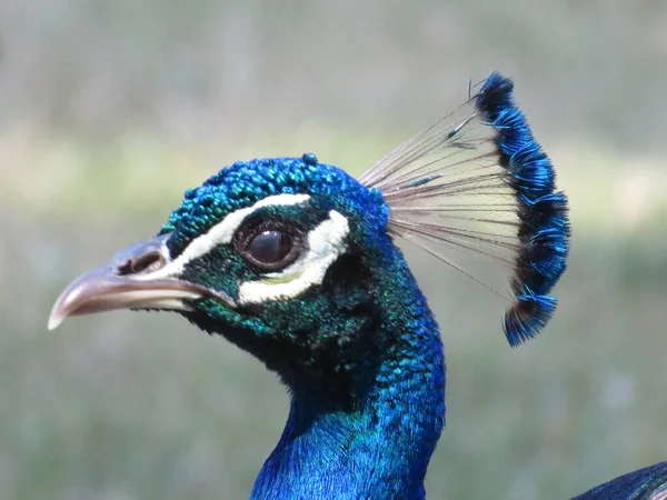 Belo Pavão Cores Brilhantes Fantásticas Penas Longas — Fotografia de Stock