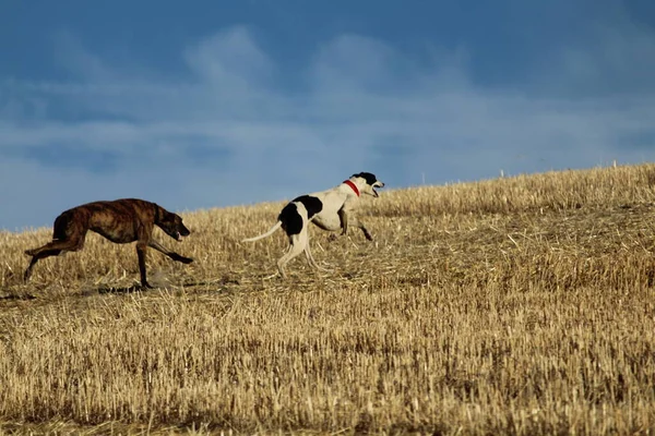 Spanska Greyhound Mekanisk Hare Ras Landsbygden — Stockfoto