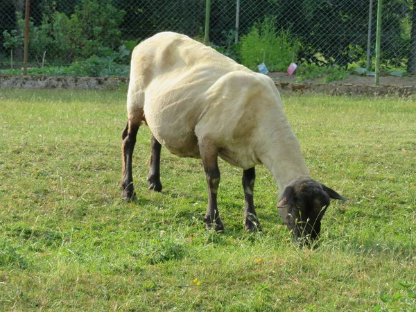 Schafe Haustier Wolle Milch Schön Gras Fleisch — Stockfoto