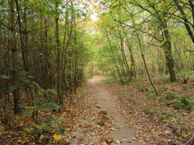 Bir sürü ağacı ve bir sürü bitkisi olan güzel bir orman