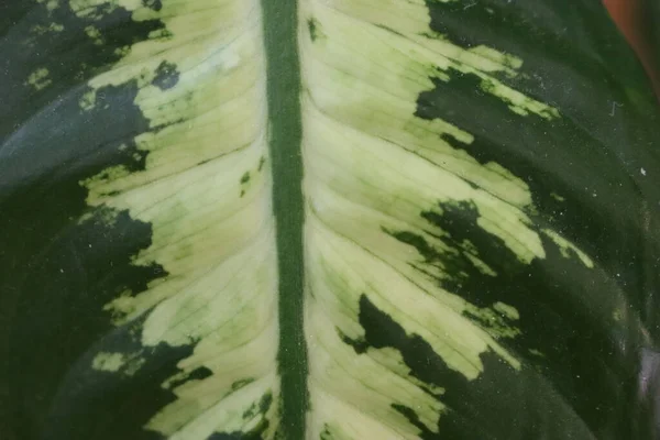 Mooie Natuurlijke Groene Plank Blad Dat Lucht Zuivert — Stockfoto