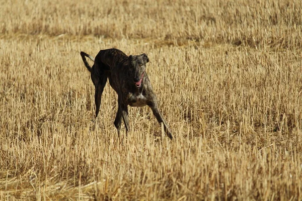 Galgo Español Carrera Liebre Mecánica Campo —  Fotos de Stock