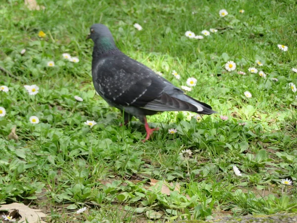 Mooie Vogel Het Gras Genietend Van Zon — Stockfoto