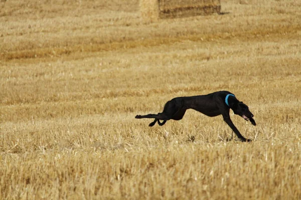 Galgo Español Carrera Liebre Mecánica Campo —  Fotos de Stock