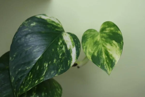 家に静けさと平和を与える美しい緑の屋内植物 — ストック写真