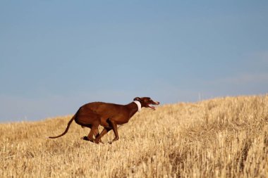 Mekanik tavşan yarışında İspanyol tazı kırsalda