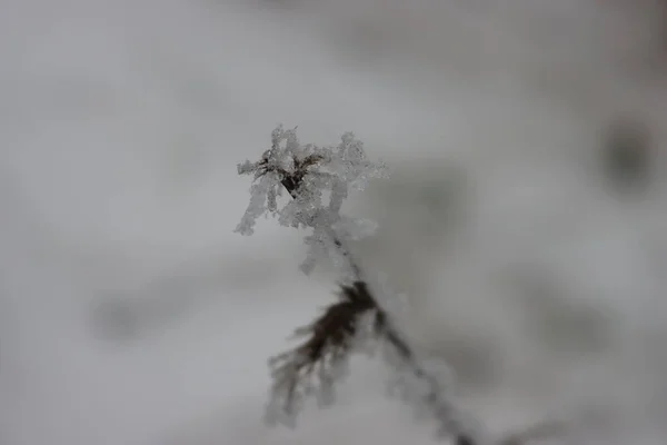 Hermosa Tormenta Hielo Frío Helado Nieve Bajo Cero Hielo — Foto de Stock