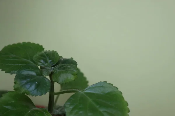 Mooie Groene Overdekte Plant Die Rust Vrede Geeft Aan Het — Stockfoto