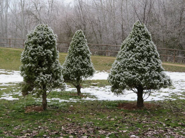 寒さと雪に凍る木々の美しい風景 — ストック写真