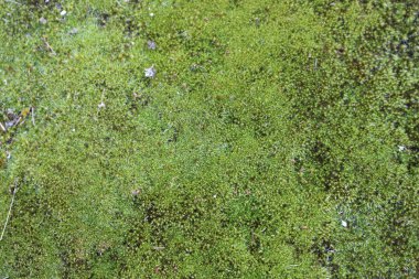 Güzel doğal yosun taze kaynamış yeşil
