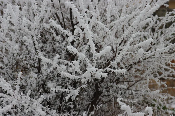 氷点下の寒さと雪の霜の美しい嵐 — ストック写真