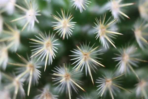 Piękne Kaktusy Szaszłykami Ochrony Przeciwbólowej — Zdjęcie stockowe