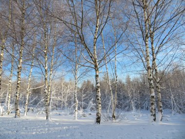 Kar beyazı soğuk kış güzel dondurma ağaçları manzarası
