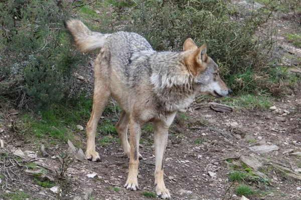 iberian, animal, wild, europe, spain, gray, carnivore, nature, mammal, fauna, forest, wolf, lupus, grey, spanish, zoo, european, portugal, wood, natural, iberia, wildlife, life, one, peninsula, subspecies, animals, two, couple