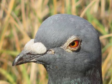 Güzel güvercin fotoğraf için yoğun renklerle poz veriyor.