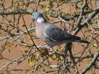Güzel kuş güvercini uçan hayvan yemi arıyor.