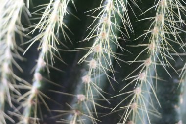 Güzel bir kaktüs ve acını dindirmek için de şişler.