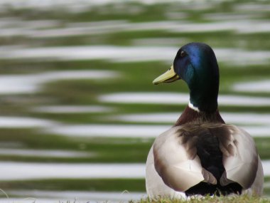 Güzel ördek renkli tüyler su yüzen gagalar