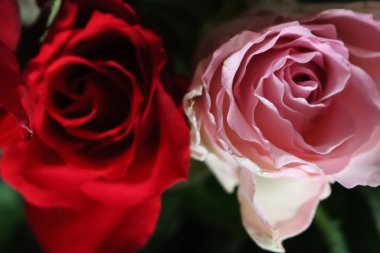 Güzel doğal aromatik pembe çiçekler hediye detaylarını sunar