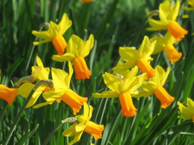 Doğal renklerin güzel çiçekleri bahar polen aroması