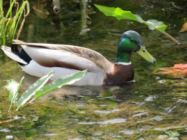 Güzel ördek renkli tüyler su yüzen gagalar