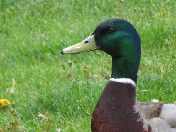 Canard Oiseaux Couleurs Animaux Plumes Crête Nager — Photo