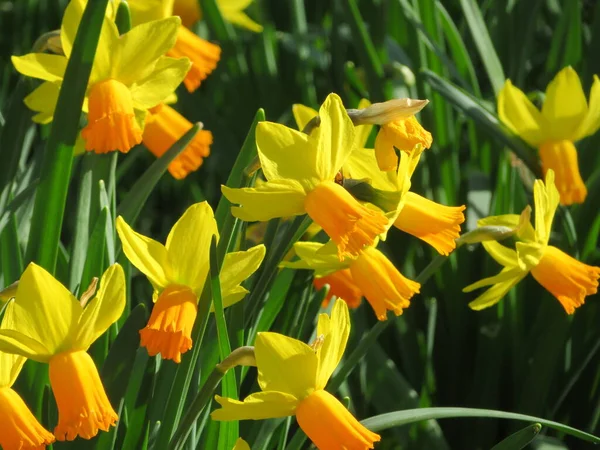 Doğal renklerin güzel çiçekleri bahar polen aroması