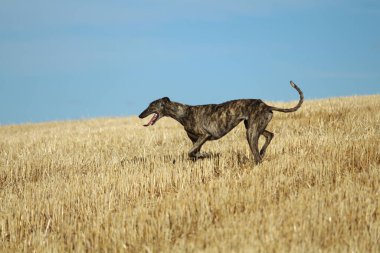 Mekanik tavşan yarışında İspanyol tazı kırsalda