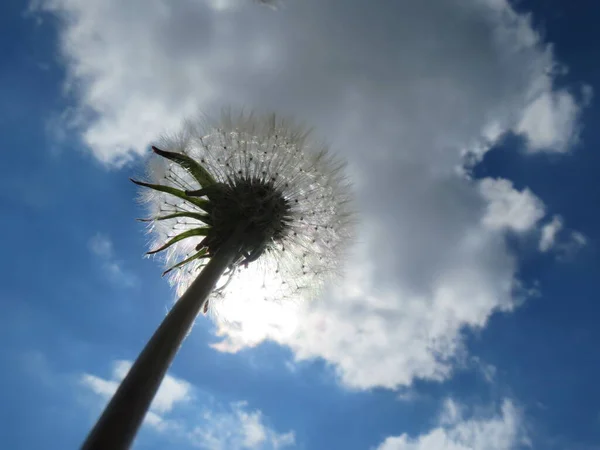 タンポポの植物の繊細さ美しい柔らかい弱い空気 — ストック写真
