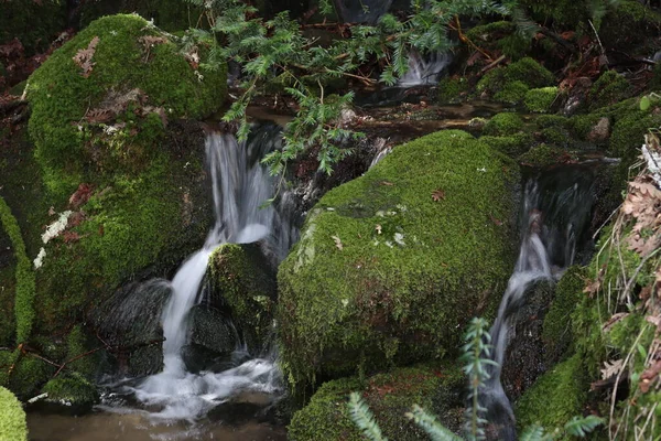 Hermoso Bosque Árboles Ríos Cascadas Agua Verde Musgo Humedad —  Fotos de Stock