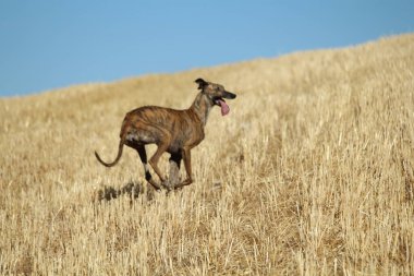 Mekanik tavşan yarışında İspanyol tazı kırsalda