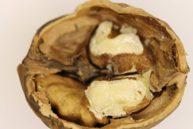 fındık tohumu sağlıklı doğal yiyecek sağlıklı kabuk