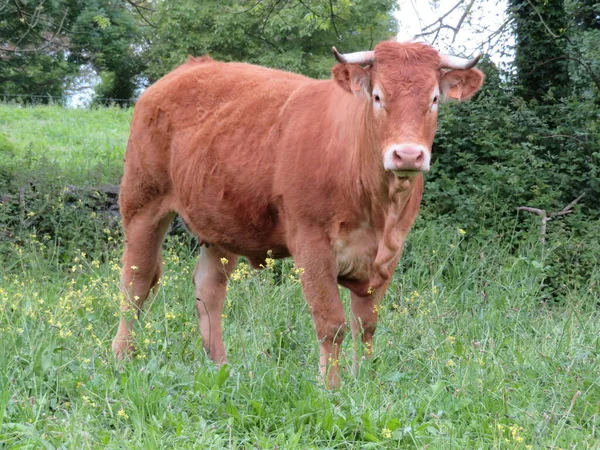 Tiere Kühe Bauernhof Milch Fleisch Gras Neugierig Myron Sanftmütig — Stockfoto