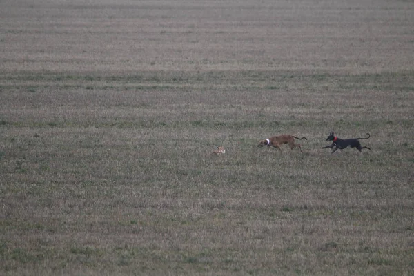 Atemberaubende Fotos Von Hunden Die Den Hasen Offenen Feld Jagen — Stockfoto