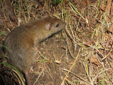 Kırsalda yiyecek arayan güzel bir fare.