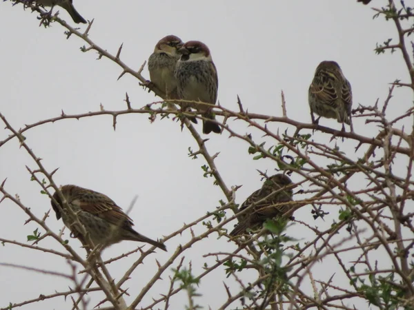 Beautiful Bird Sparrow Branches Hawthorn Looking Food Spend Winter — Stock Photo, Image