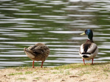 Güzel ördek renkli tüyler su yüzen gagalar