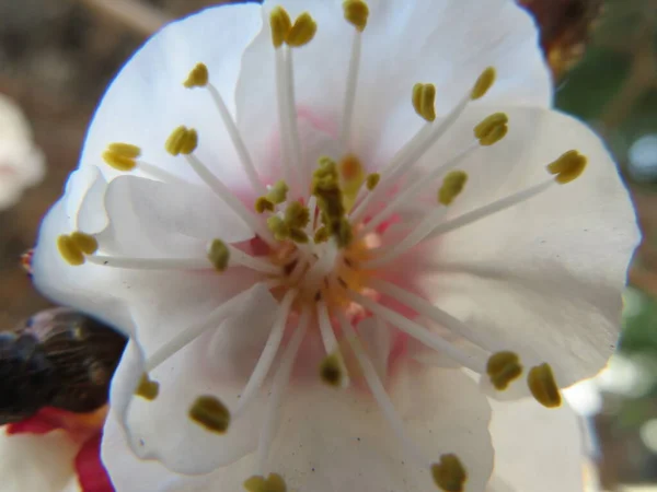 美丽的自然色彩的花朵春天的花粉芬芳 — 图库照片